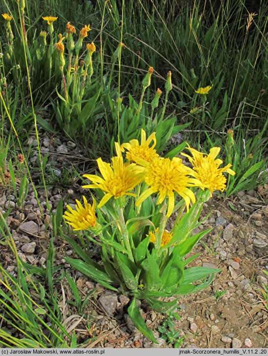 Scorzonera humilis (wężymord niski)