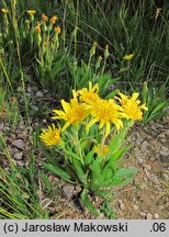 Scorzonera humilis (wężymord niski)