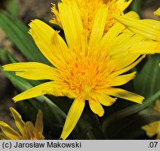 Scorzonera humilis (wężymord niski)