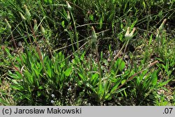 Scorzonera humilis (wężymord niski)