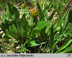 Scorzonera humilis (wężymord niski)