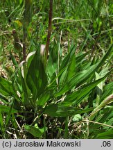 Scorzonera humilis (wężymord niski)