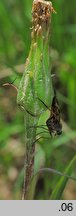 Scorzonera humilis (wężymord niski)