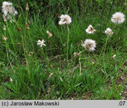 Scorzonera humilis (wężymord niski)