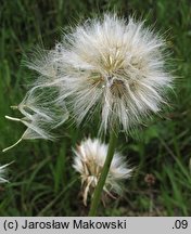 Scorzonera humilis (wężymord niski)