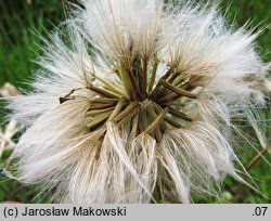 Scorzonera humilis (wężymord niski)