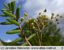 Sedum album