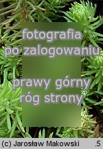 Petrosedum forsterianum (rozchodnik Forstera)