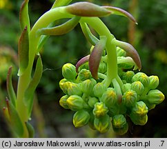 Petrosedum forsterianum (rozchodnik Forstera)