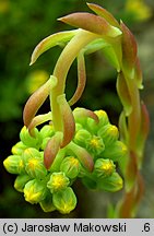 Petrosedum forsterianum (rozchodnik Forstera)