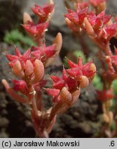 Sedum hispanicum (rozchodnik siny)