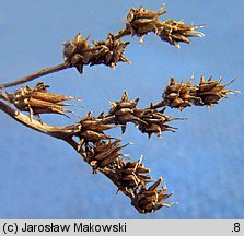 Sedum reflexum