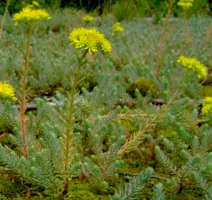 Sedum reflexum