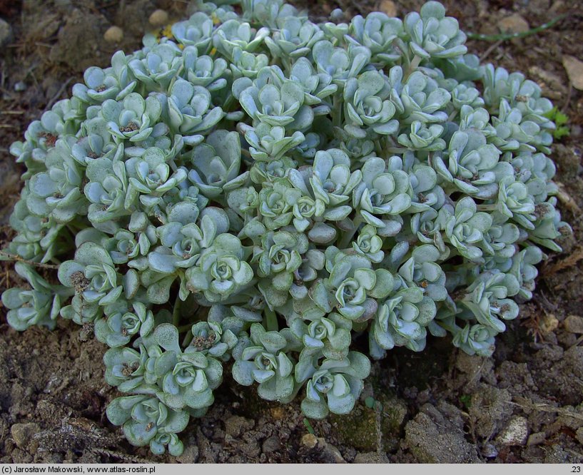 Sedum spathulifolium Cape Blanco