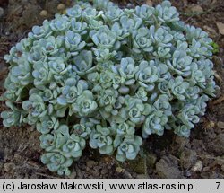 Sedum spathulifolium Cape Blanco