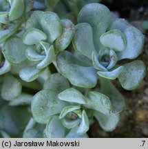 Sedum spathulifolium Cape Blanco