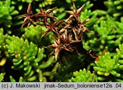 Sedum sexangulare (rozchodnik sześciorzędowy)