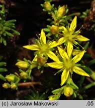 Sedum sexangulare (rozchodnik sześciorzędowy)