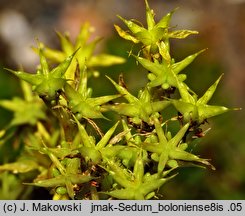 Sedum sexangulare (rozchodnik sześciorzędowy)