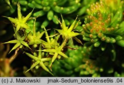 Sedum sexangulare (rozchodnik sześciorzędowy)