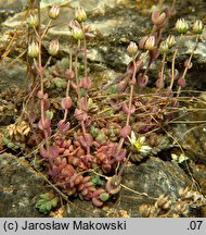 Sedum dasyphyllum (rozchodnik brodawkowaty)