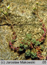 Sedum dasyphyllum (rozchodnik brodawkowaty)