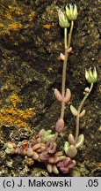 Sedum dasyphyllum (rozchodnik brodawkowaty)