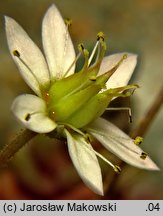 Sedum dasyphyllum (rozchodnik brodawkowaty)