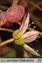 Sedum dasyphyllum (rozchodnik brodawkowaty)