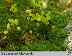 Seligeria pusilla (drobniaczek pospolity)