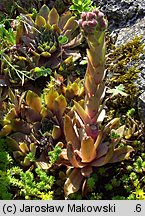 Sempervivum tectorum