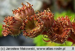 Sempervivum tectorum