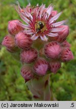 Sempervivum tectorum (rojnik murowy)