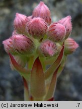 Sempervivum tectorum (rojnik murowy)