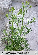 Senecio sylvaticus