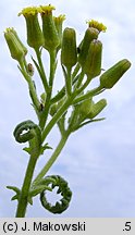 Senecio sylvaticus