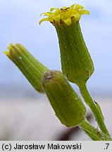 Senecio sylvaticus