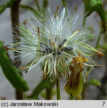 Senecio sylvaticus