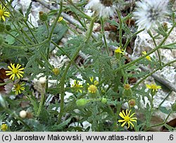 Senecio viscosus