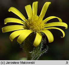 Senecio viscosus