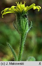 Senecio viscosus