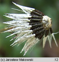 Senecio viscosus