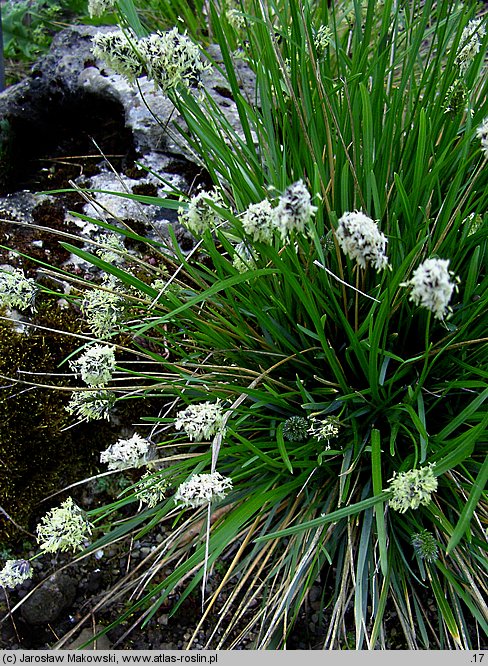 Sesleria heufleriana (sesleria Heuflera)