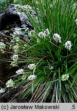 Sesleria heufleriana (sesleria Heuflera)