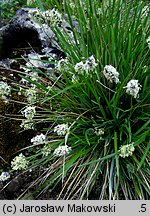 Sesleria heufleriana (sesleria Heuflera)