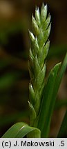 Sesleria varia