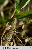 Sesleria varia