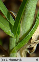 Sesleria varia