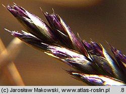 Sesleria varia