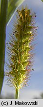 Setaria pumila (włośnica sina)